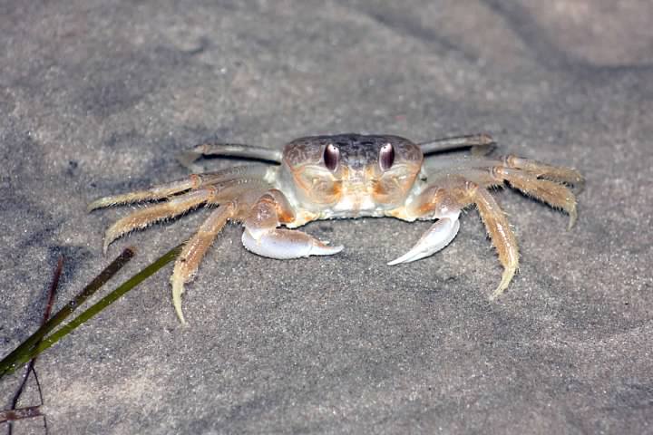 7 Ghost Crab