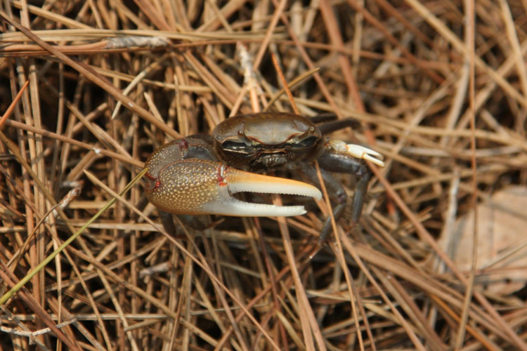 Fiddler-Crab