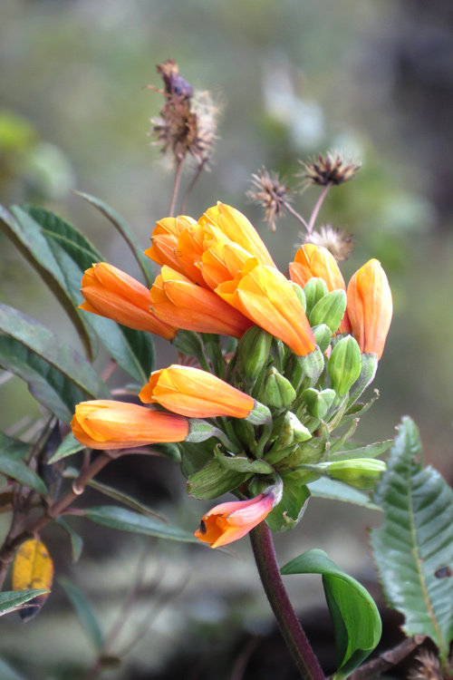 Inca-Trail-Flower