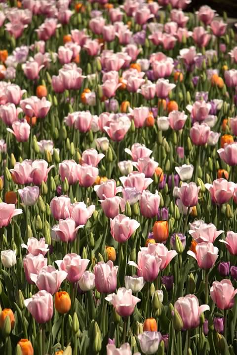 9 Tulips Sunshine
